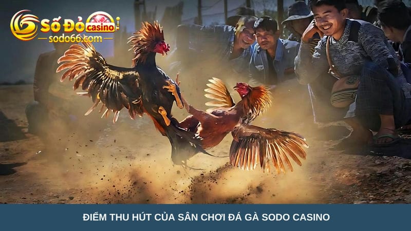 sân chơi đá gà Sodo Casino