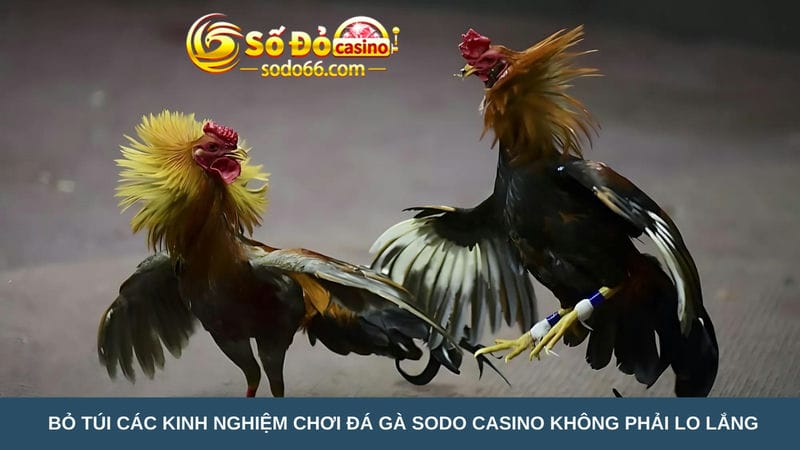 Bỏ túi các kinh nghiệm chơi đá gà Sodo Casino